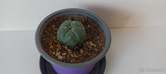 Kaktus Lophophora Williamsii- Peyotl - 4