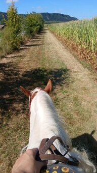 Pastevní Ustájení - 4