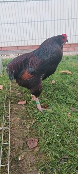 Kohouti araukany divoce zbarvené - 4