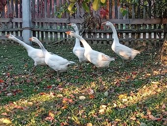 Husa labutí bílá - 4