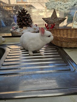 Zakrslý králík - 4