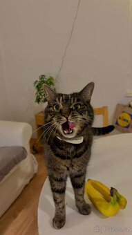 Simonek naléhavě potřebuje domov - 4