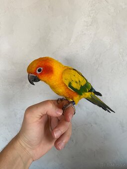 Aratinga Sluneční - Ručně Dokrmená samička - mega mazel - 4