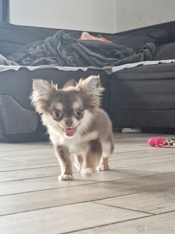 Fenka čivava s PP - 4