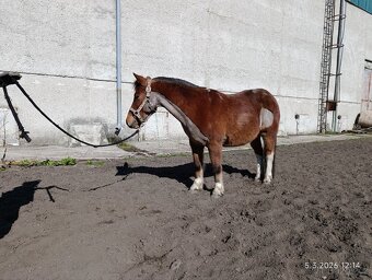 Pony valach 13 let cca 130cm - 4