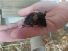 Laboratorní myši - 4