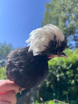 Kohouti - Ayam cemani, holandská zdr., araukana, kropenka - 4