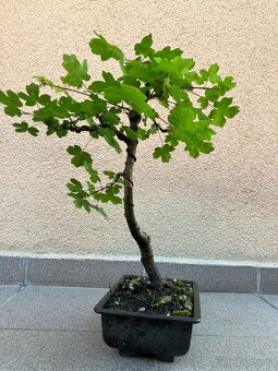 Bonsai, Bonsaj, jamadori, javor babyka - 4