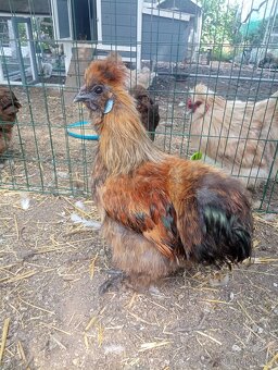 Slepička a kohoutek velké vousaté hedvábničky - 4