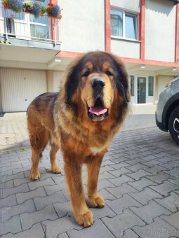 Tibetská doga ke krytí - 4