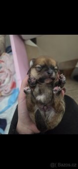Přijímáme rezervace na štěňata pomeraniana - 4