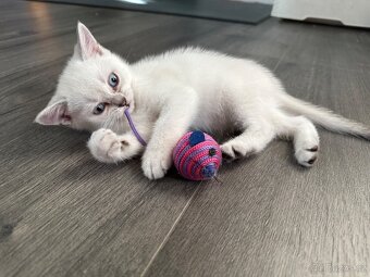 Britská koťátka - 4