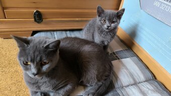 Britská modrá koťátka - 4