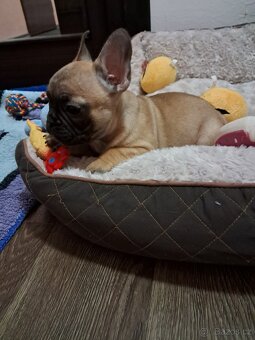 Francouzský buldoček s PP - 4