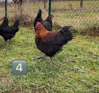 Kohouti - brahmanky do hobby chovu - 4