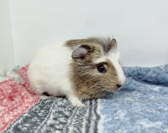 Morče, Morčata, Morčátko, Morčátka - SAMIČKY - 4