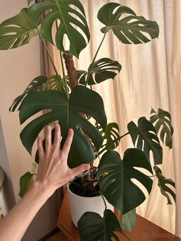 Prodám - Monstera 120 cm - 4