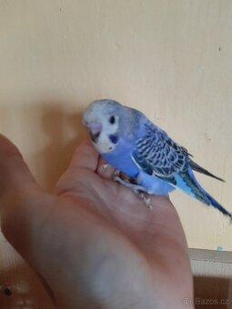 Andulky na chov i na ochoceni - 4