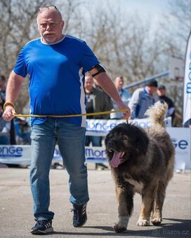 Kavkazský pastevecký pes štěňata - 4