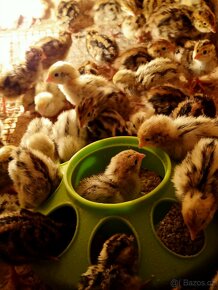 Brojlerová kuřata a kachny, kuřice vajíčka křepelky - 4