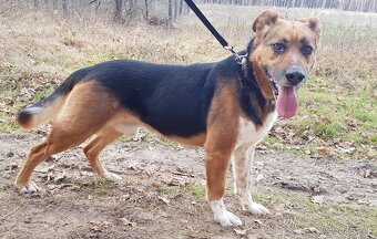 RON K ADOPCI - vděčný mazel, parťák, vhodný k dětem - 4