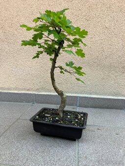 Bonsai, Bonsaj, jamadori, javor babyka - 4