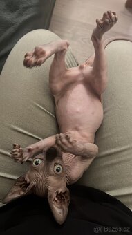 Sphynx - 4