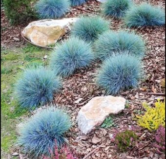 okrasná tráva - Kostřava Sivá - Festuca Glauca,mrazuvzdorná - 4