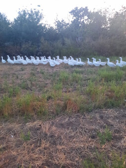 Svatomartinská husa – kvalitní chov, poctivě krmené - 4