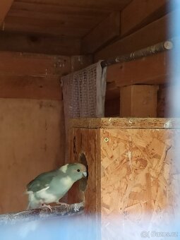 Kakariki chovné páry - 4