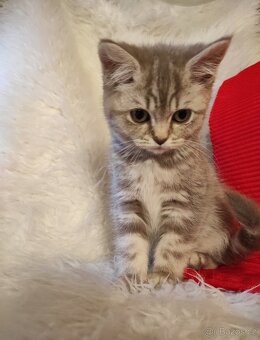 Britské kotě britská koťátka - 4