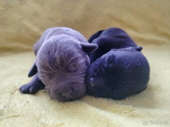 Stafordšírský bulteriér s pp - 4