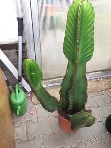 Kaktus. - 4