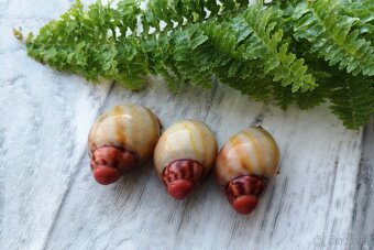 Africký šnek / megapets.eu / Archachatina marginata greville - 4