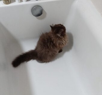 Perská Čokoládové perské kotě / perský kocourek - 4