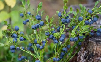 Borůvková marmeláda 0,37 ml - 4