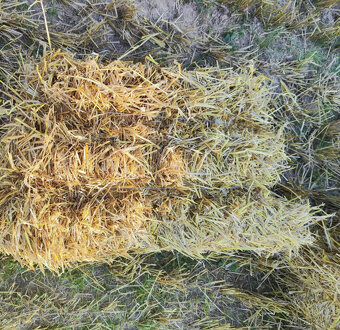 LIS NA MÁLE BALIKY SENA,SLÁMY-SIPMA 224 - 4