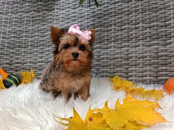 Jorkšírský teriér s PP - 4