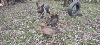 Štěně německého ovčáka - 4