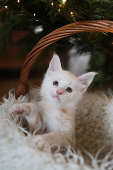 Mainská mývalí s PP - 4