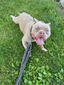 American bully - 4