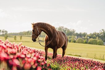 16-ti letá kobylka A1/1 - ideální parťák na rekreaci - 4