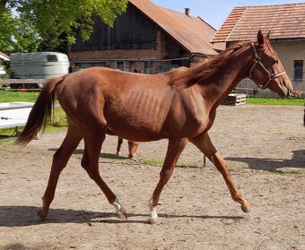 Hřebeček Gold Monty - 4