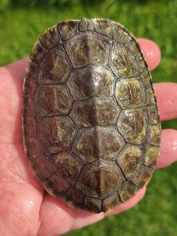 ŽELVA TMAVOBŘICHÁ (Mauremys rivulata) - 4