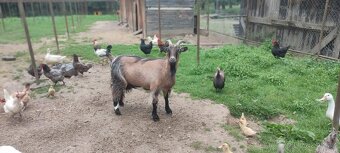 Kamerunská koza - 4