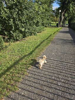 Nabizim ke kryti maltipoo bez pp - 4