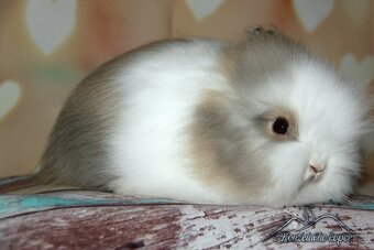 Zakrslí králíčci Teddy s VP_(Vánoční miminka)-doprava po ČR - 4