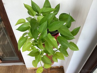 Potosy, Epipremnum neon, Gold, Cebu blue - 4