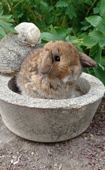 Zakrslý králíček Miniature Lop - 4