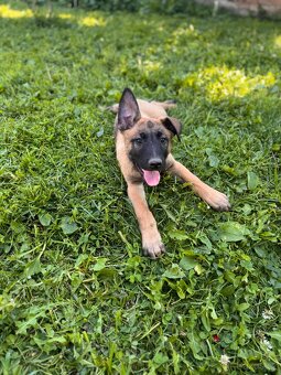 Belgický ovčák Malinois s PP - 4